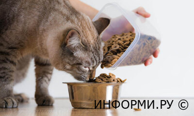 Каким кормом лучше кормить кошку