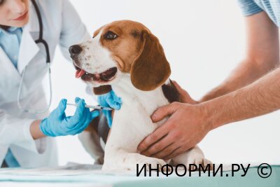 Какие прививки обязательны для собак?