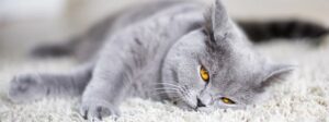Зачем нужна кастрация кошек и собак
