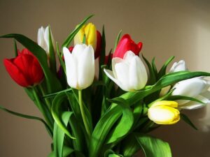 Что означает цветок тюльпан и какой девушке подойдёт